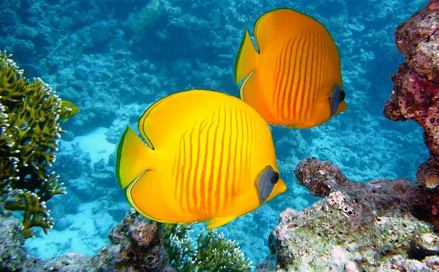 poisson exotique aux maldives