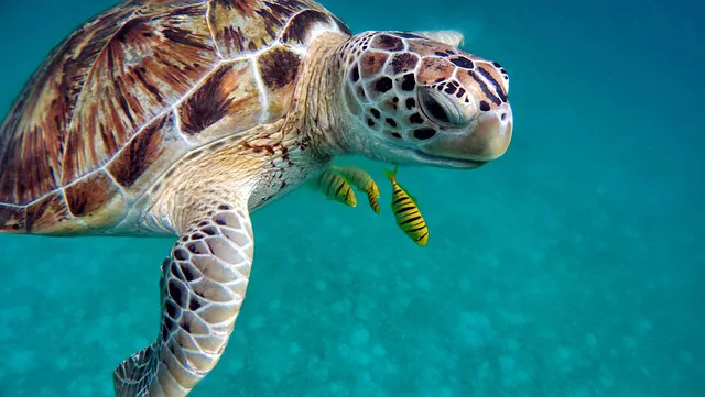 tortue dans un lagon